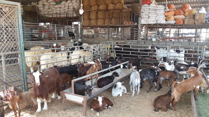 Sharjah Cattle Market  Jamil Khan -- The Journalist